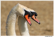 Mute-Swan-courting-1